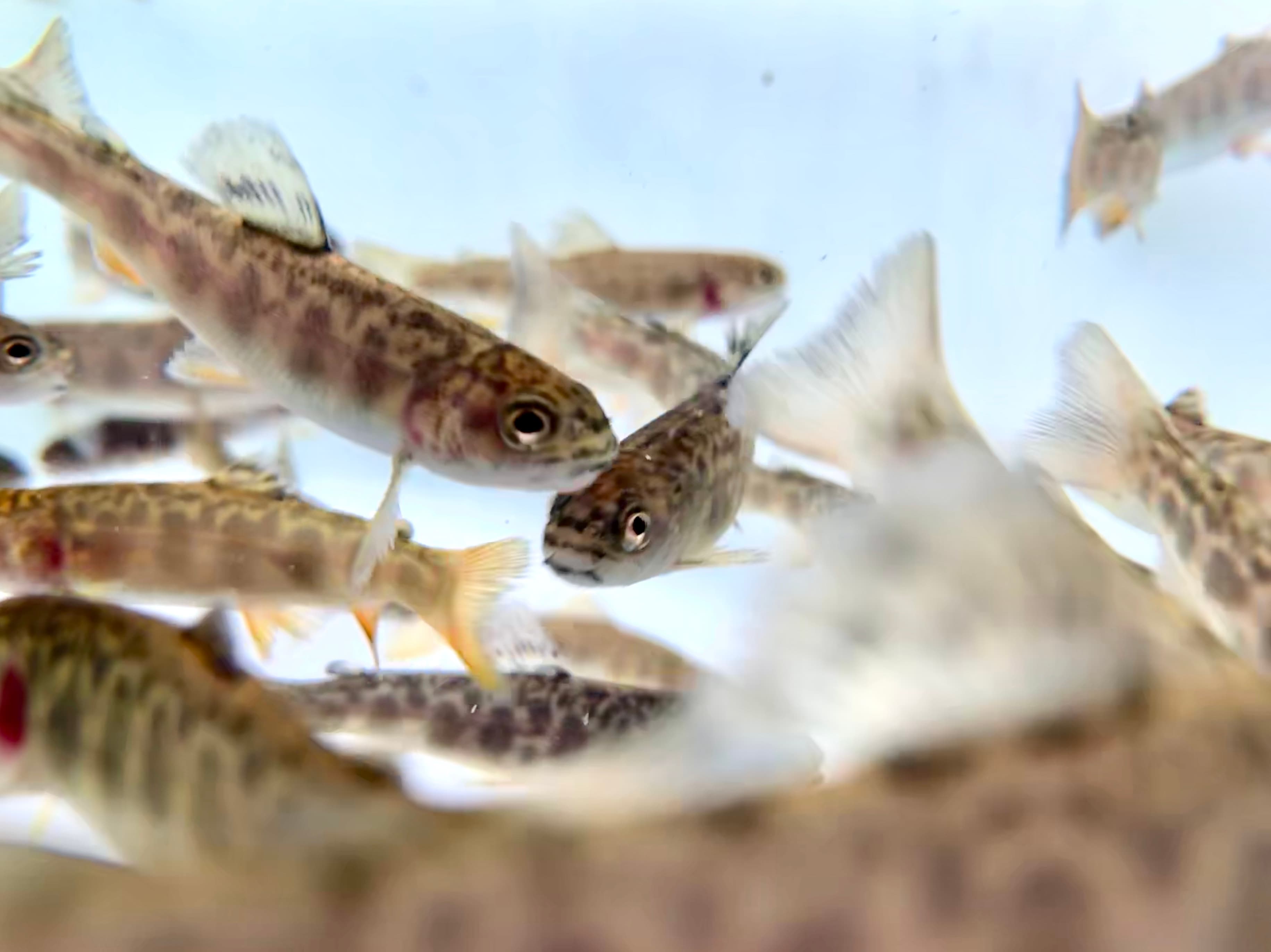 Fischzucht Impression