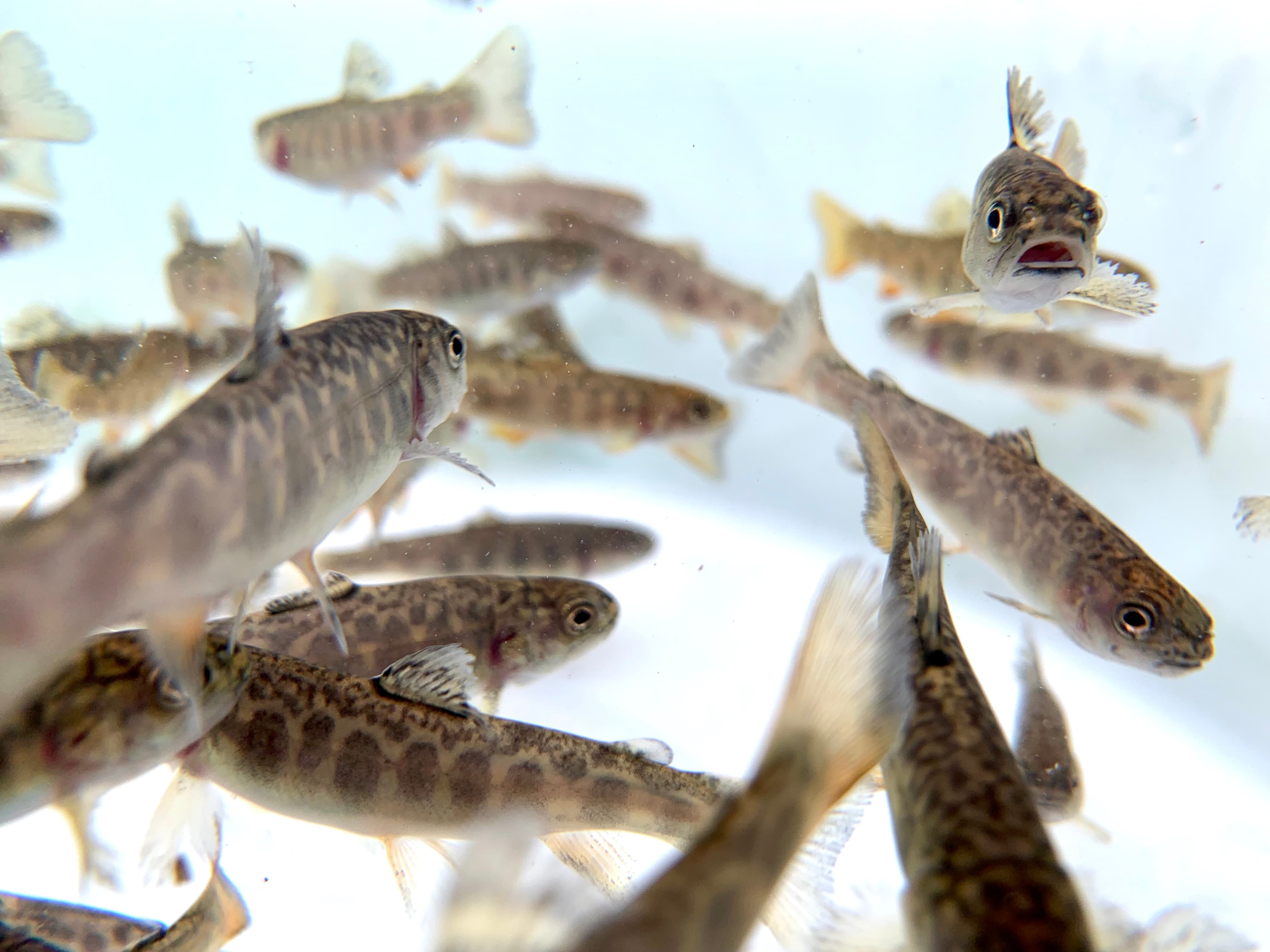 Fischzucht Impression